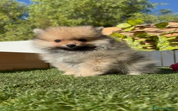 Pomerania perros en venta: POMERANIA MACHO - Imagen 18