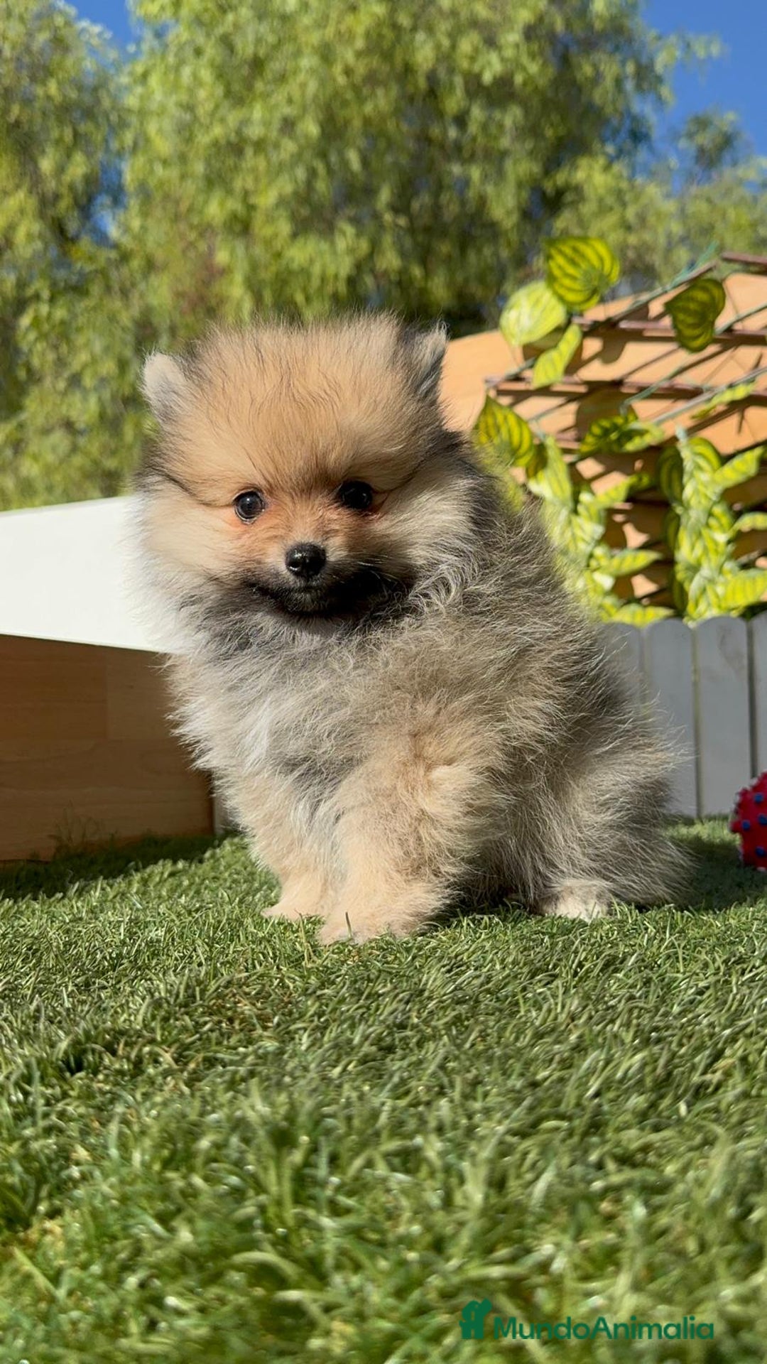 Pomerania perros en venta: POMERANIA MACHO - Imagen 18
