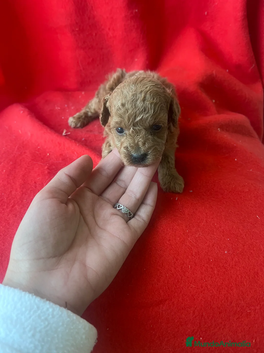 Caniche Toy perros en venta: PRECIOSA CANICHE TOY  - Anuncio 2