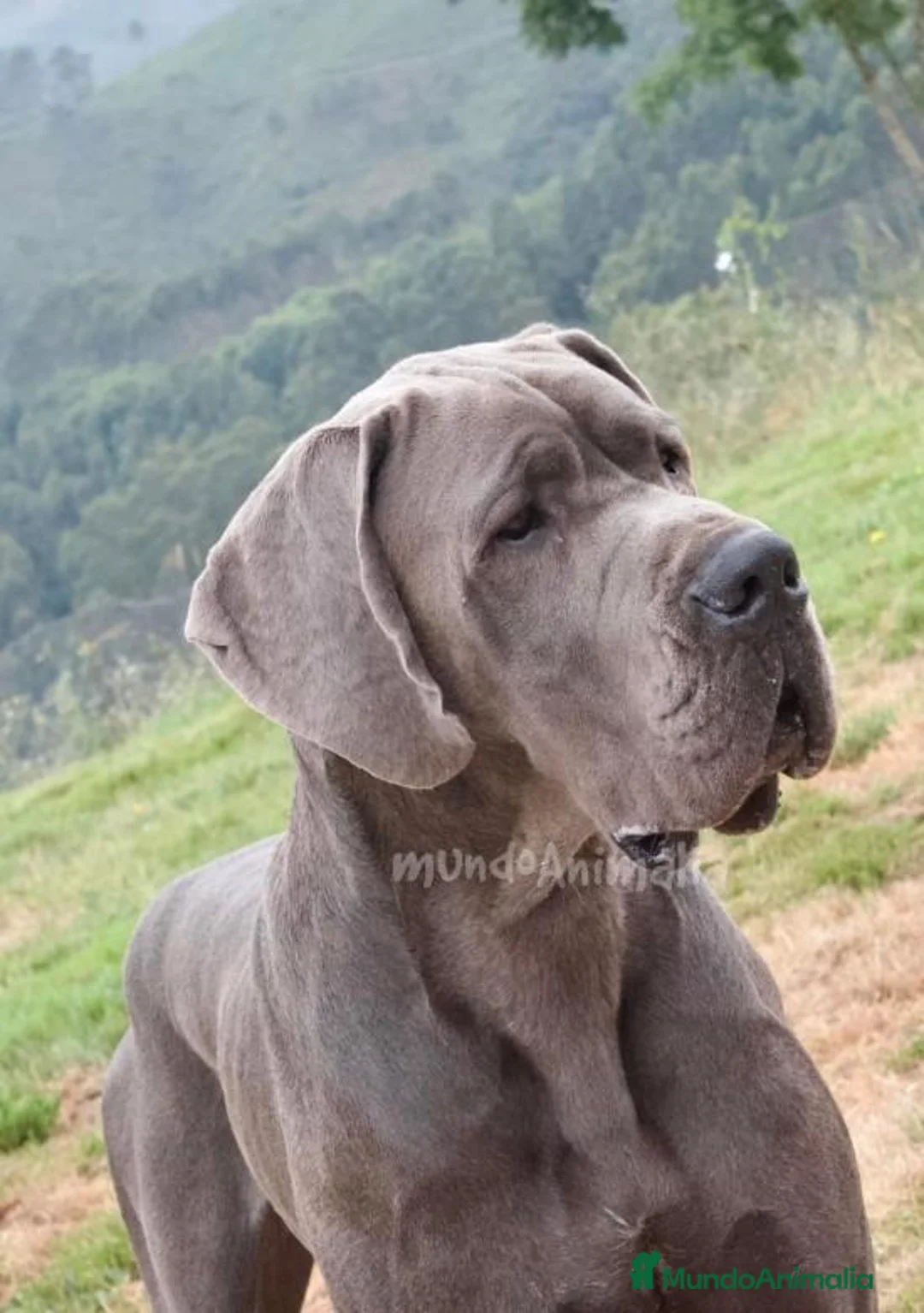 Imagen de galería {{count}}