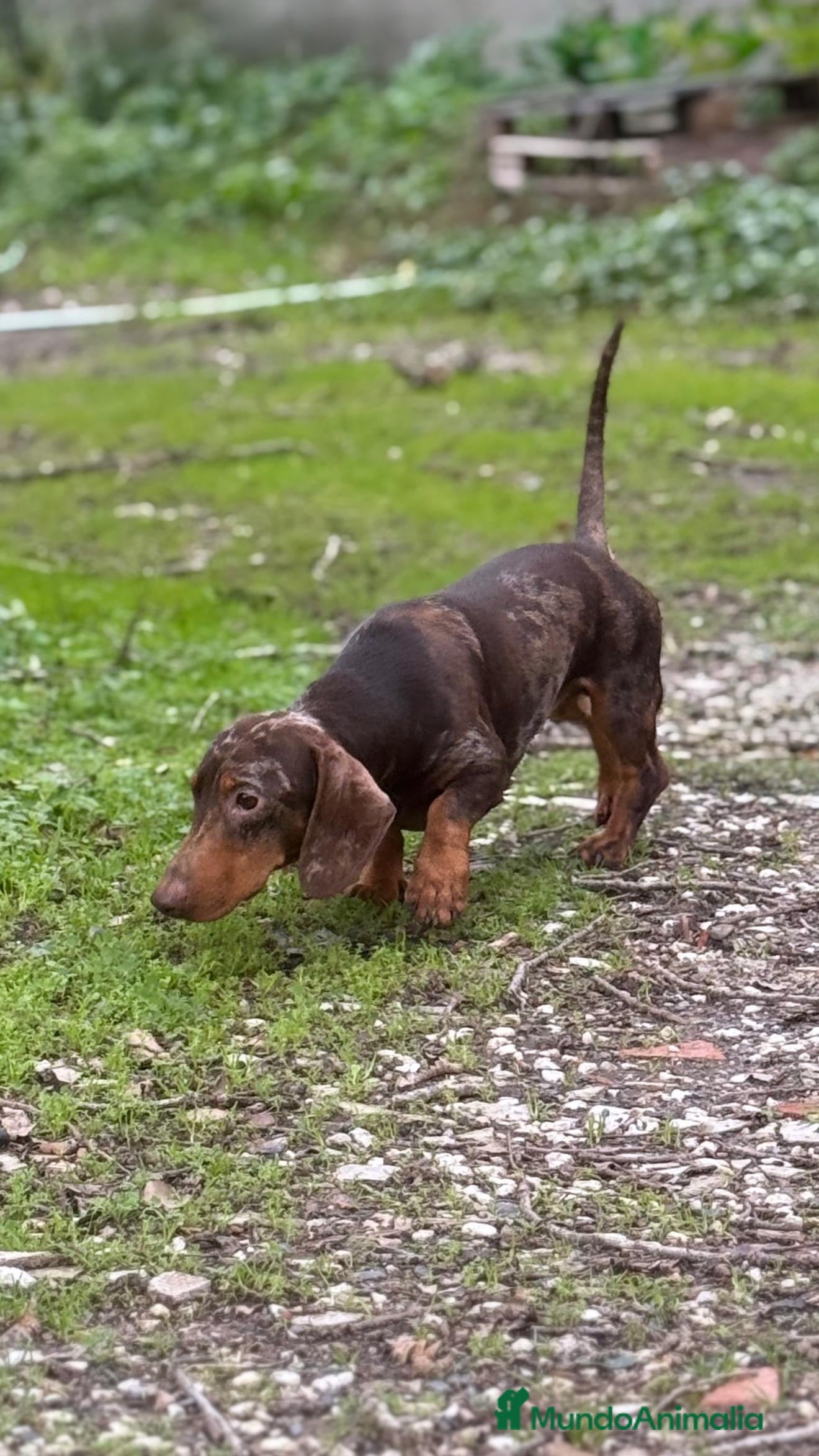 Teckel Miniatura perros Teckel arlequín chocolate - Anuncio 1