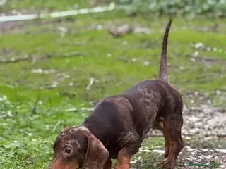 Teckel Miniatura perros Teckel arlequín chocolate - Anuncio 1