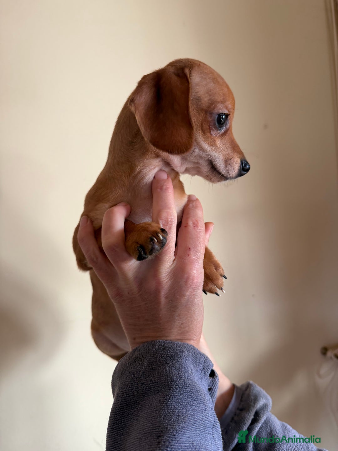 Raza Mixta perros en venta: Cachorrros mezcla de Chuguagua y Teckel  - Anuncio 3