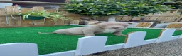 American Bully perros en venta: American Bully XL Macho Trililac  - Anuncio 1