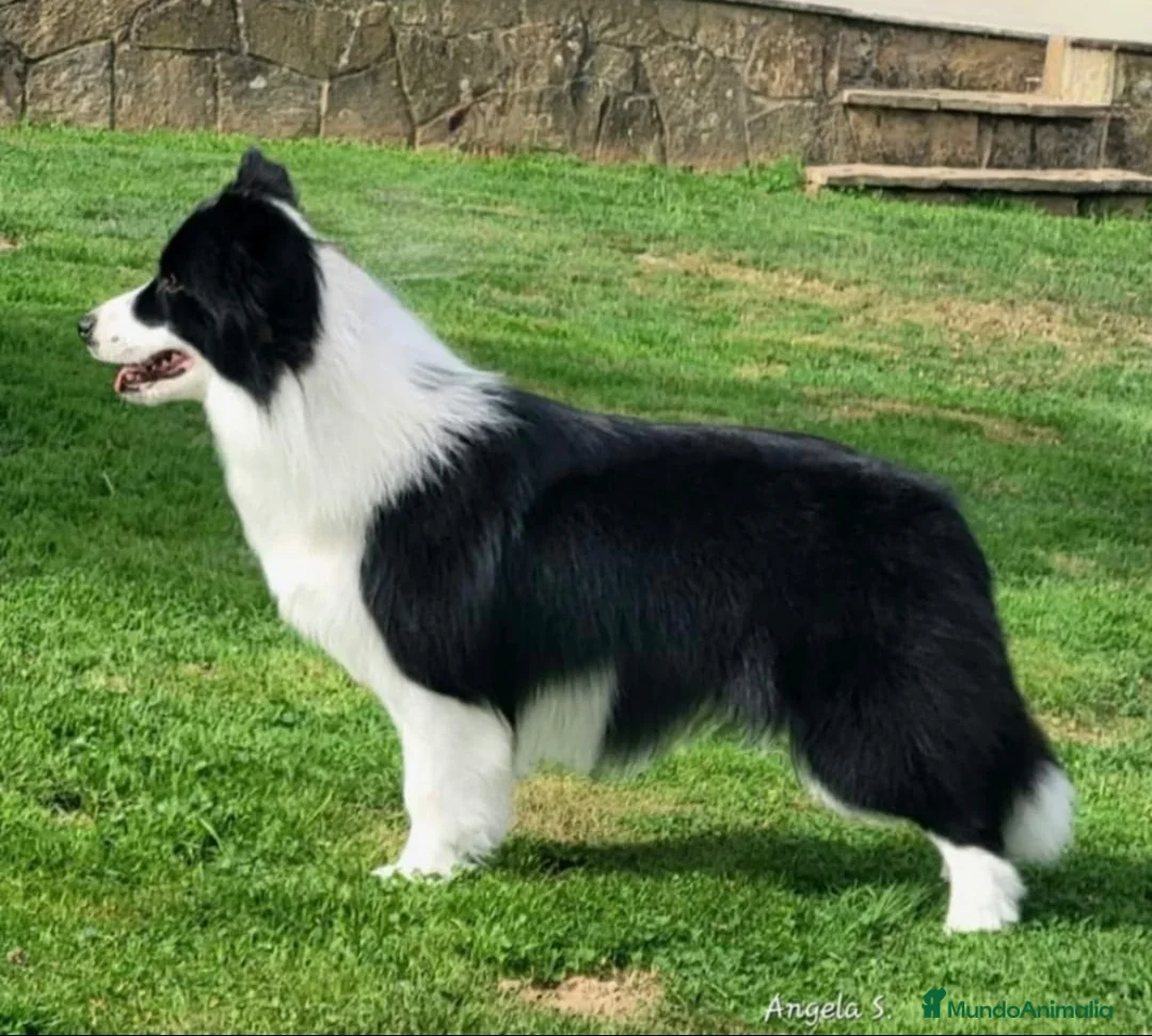 Border Collie perros en venta: Camada de Border Collie - Anuncio 5