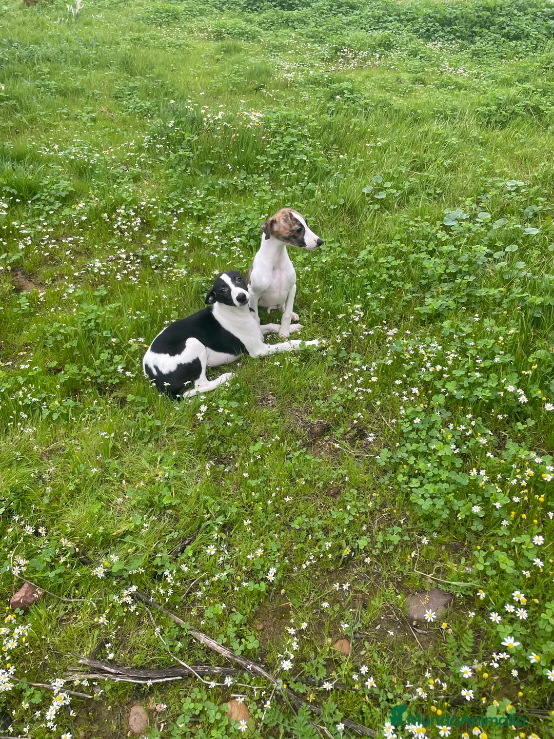 Whippet perros en venta: Whippet - Anuncio 5