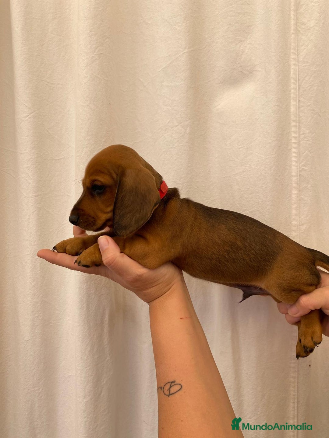 Teckel perros en venta: Camada disponible de Tekel  - Imagen 5
