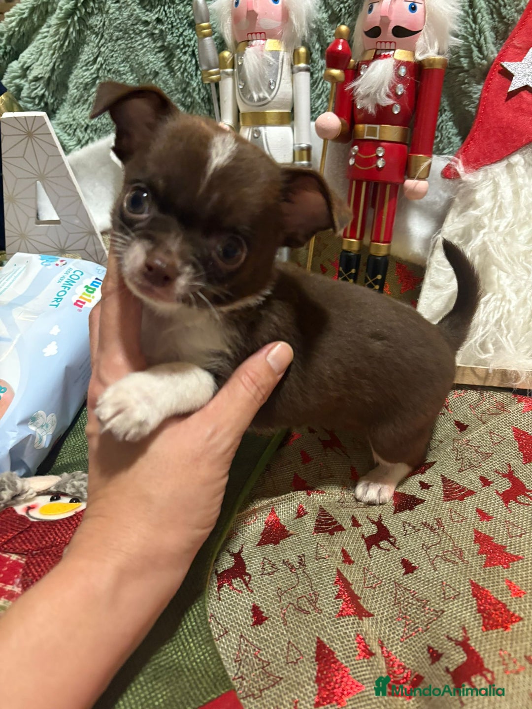 Chihuahua perros en venta: Chihuahua toy ruso - Anuncio 1