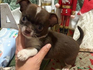 Chihuahua perros Chihuahua toy ruso - Anuncio 3