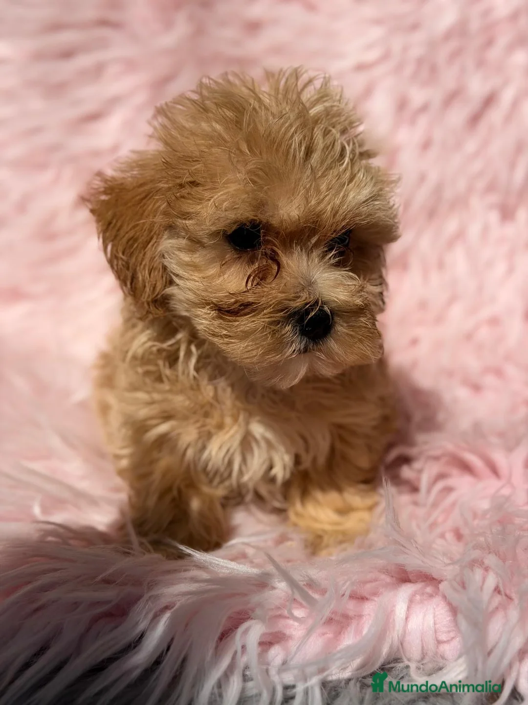 Maltipoo perros en venta: Maltipoo hembra apricot - Anuncio 5