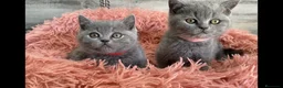 Británico de Pelo Corto gatos en venta: British shorthair  - Anuncio 6