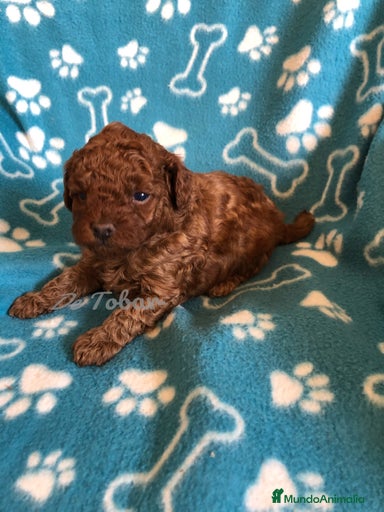 Imagen de galería {{count}}