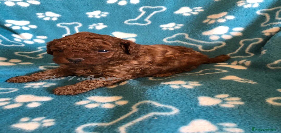 Imagen de galería {{count}}