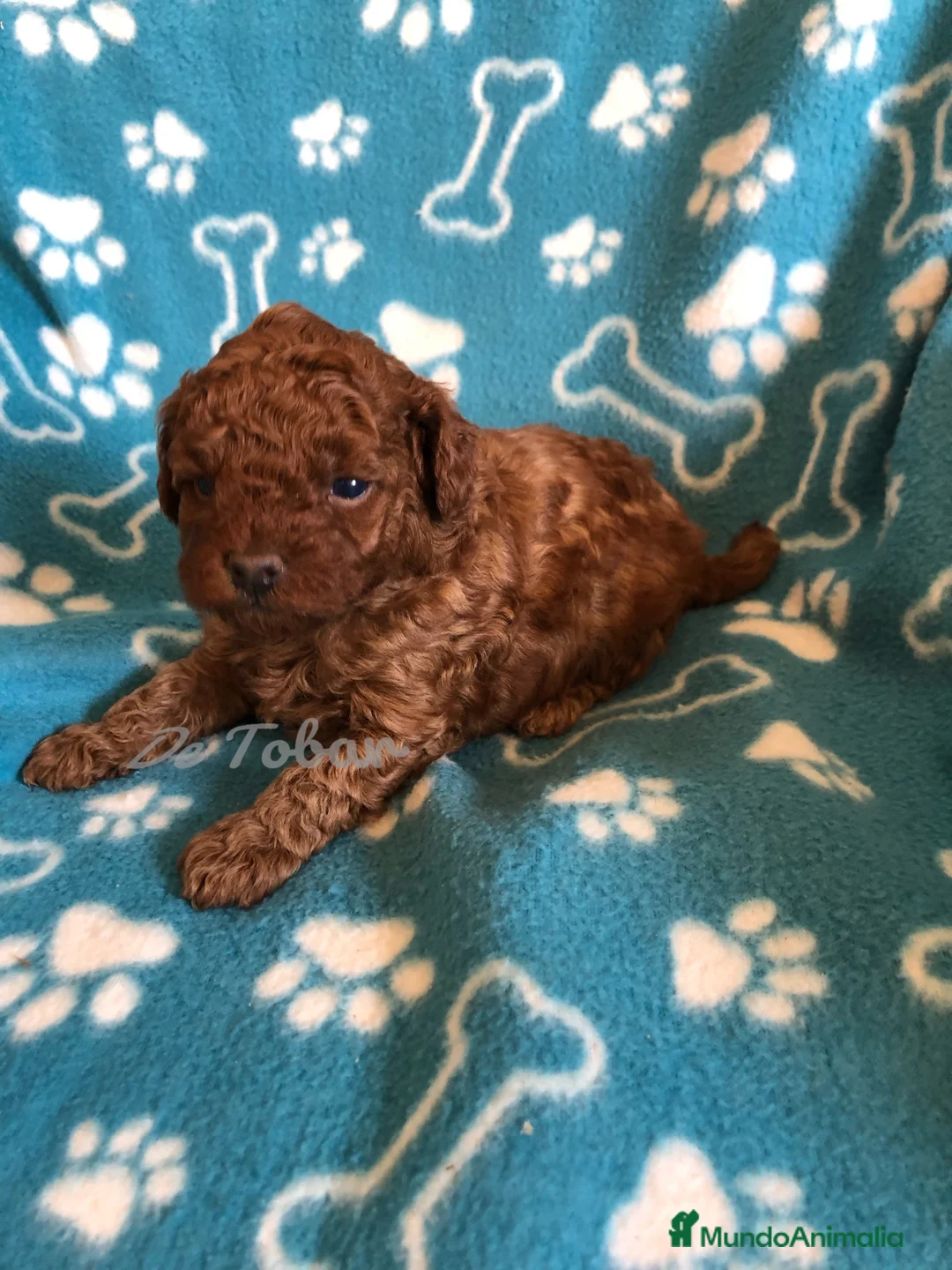 Imagen de galería {{count}}