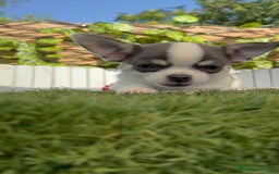 Chihuahua perros en venta: CHIHUAHUA MACHO TRICOLOR - Imagen 12