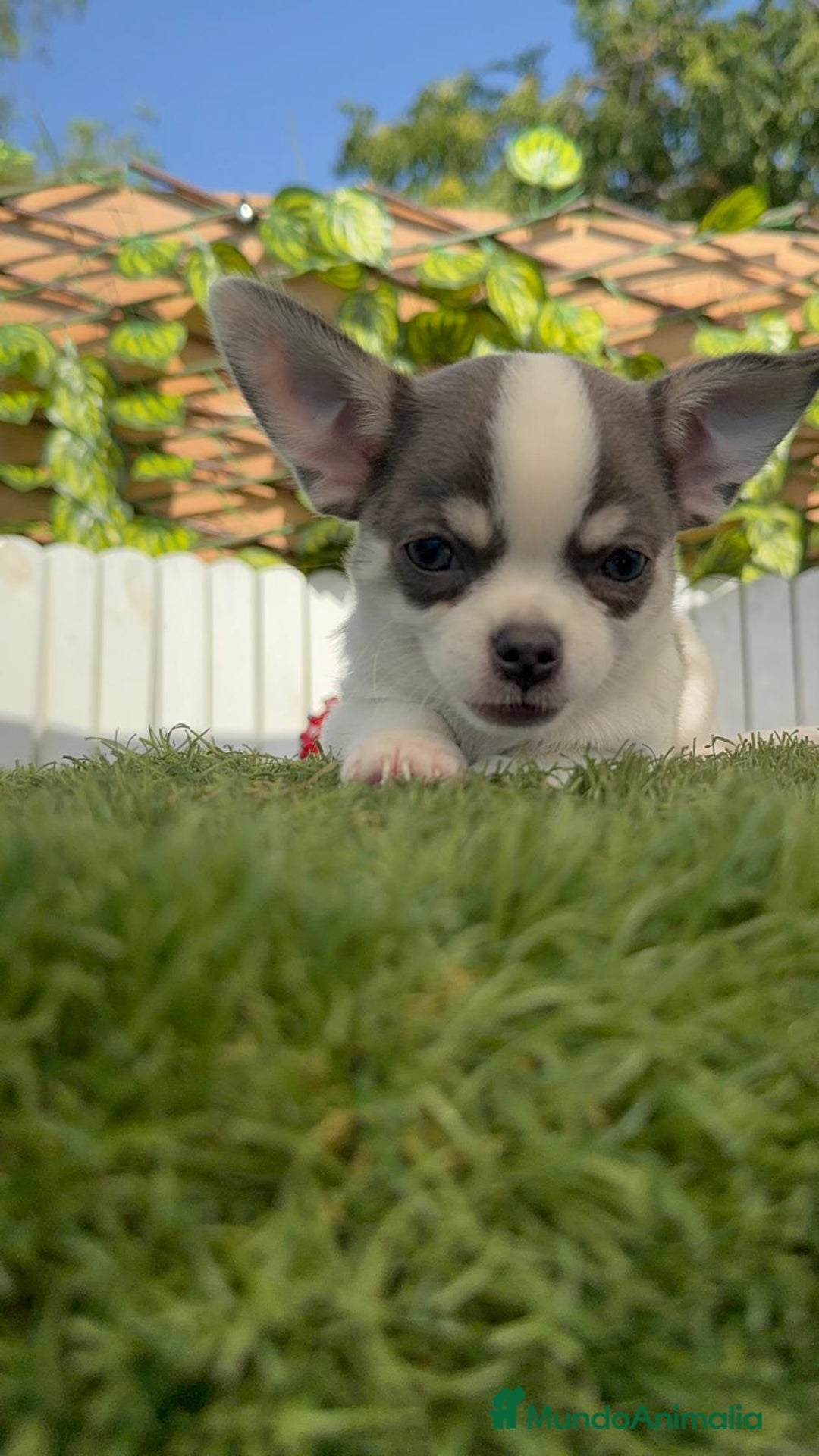 Chihuahua perros en venta: CHIHUAHUA MACHO TRICOLOR - Imagen 12