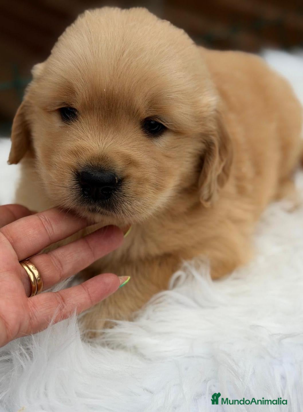 Golden Retriever perros GOLDEN RETRIEVER CALIDAD EXCLUSIVA - Anuncio 1