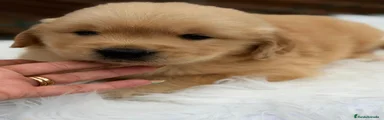 Golden Retriever 2