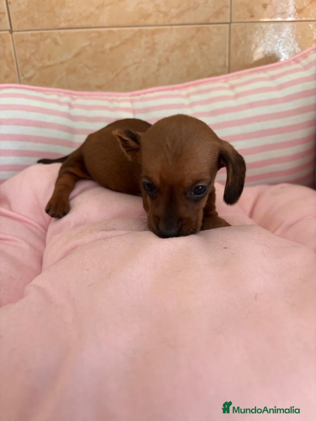 Teckel perros en venta: CACHORRITO DE TECKEL KANINCHEN  - Anuncio 5