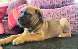 Cane Corso perros en venta: Preciosa camada Cane corso de cría responsable  - Imagen 6