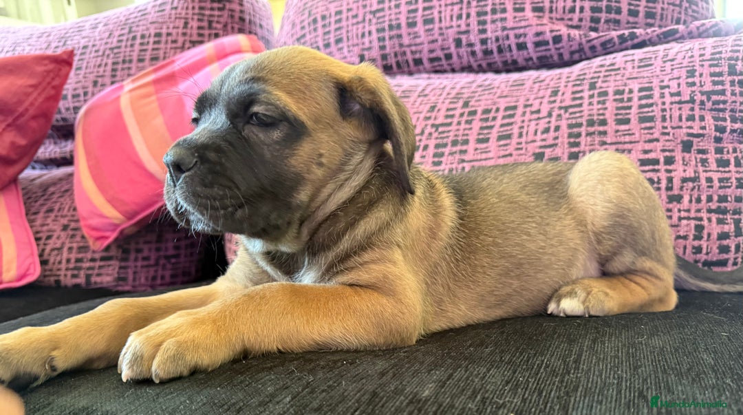 Cane Corso perros en venta: Preciosa camada Cane corso de cría responsable  - Imagen 6
