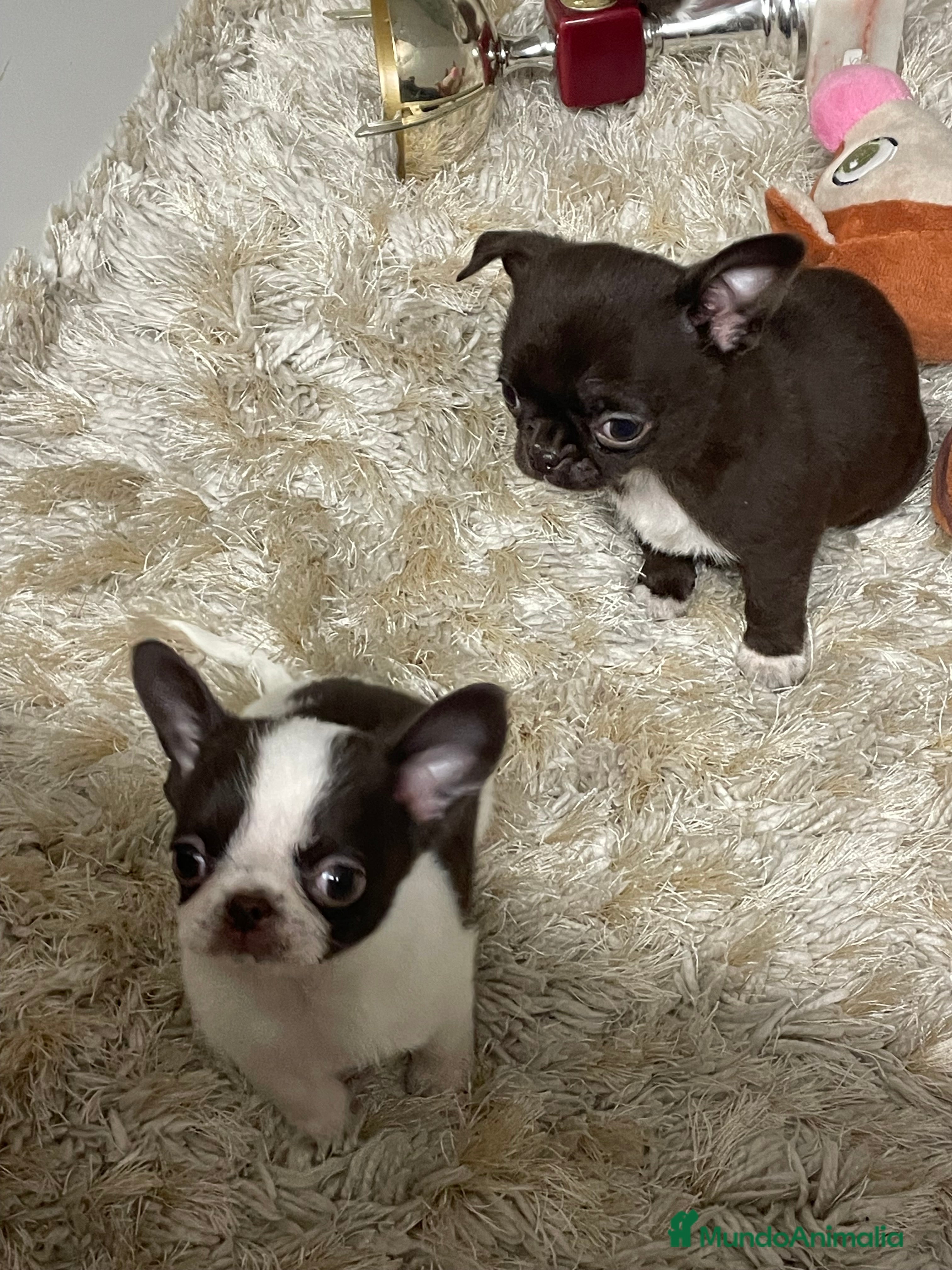 Chihuahua perros Camada chihuahua machos  - Anuncio 8