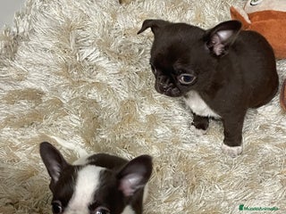 Chihuahua perros Camada chihuahua machos - Anuncio 1