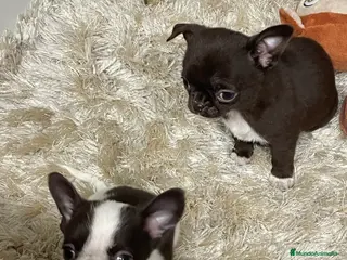 Chihuahua perros Camada chihuahua machos - Anuncio 37