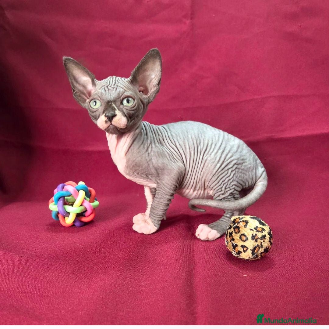 Sphynx gatos Gatitos Sphynx  - Anuncio 1
