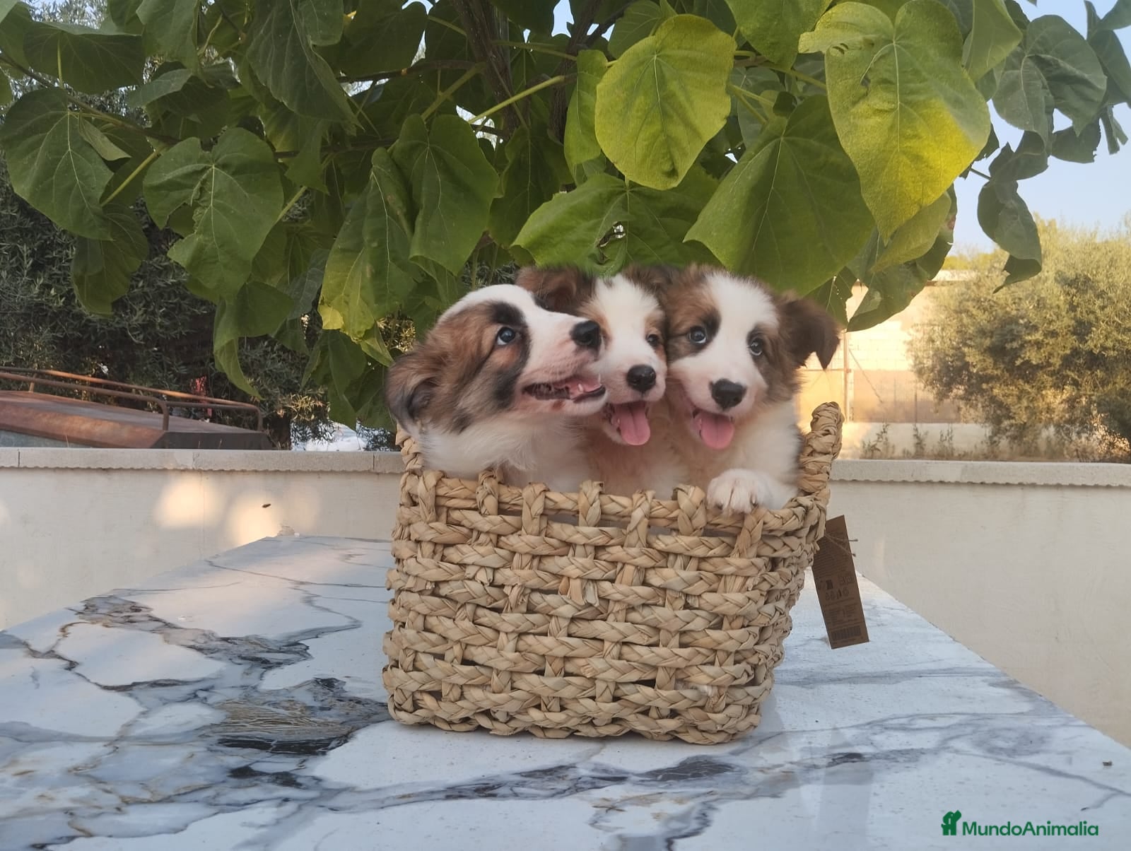Border Collie perros Gran camada de Border Collie - Anuncio 2