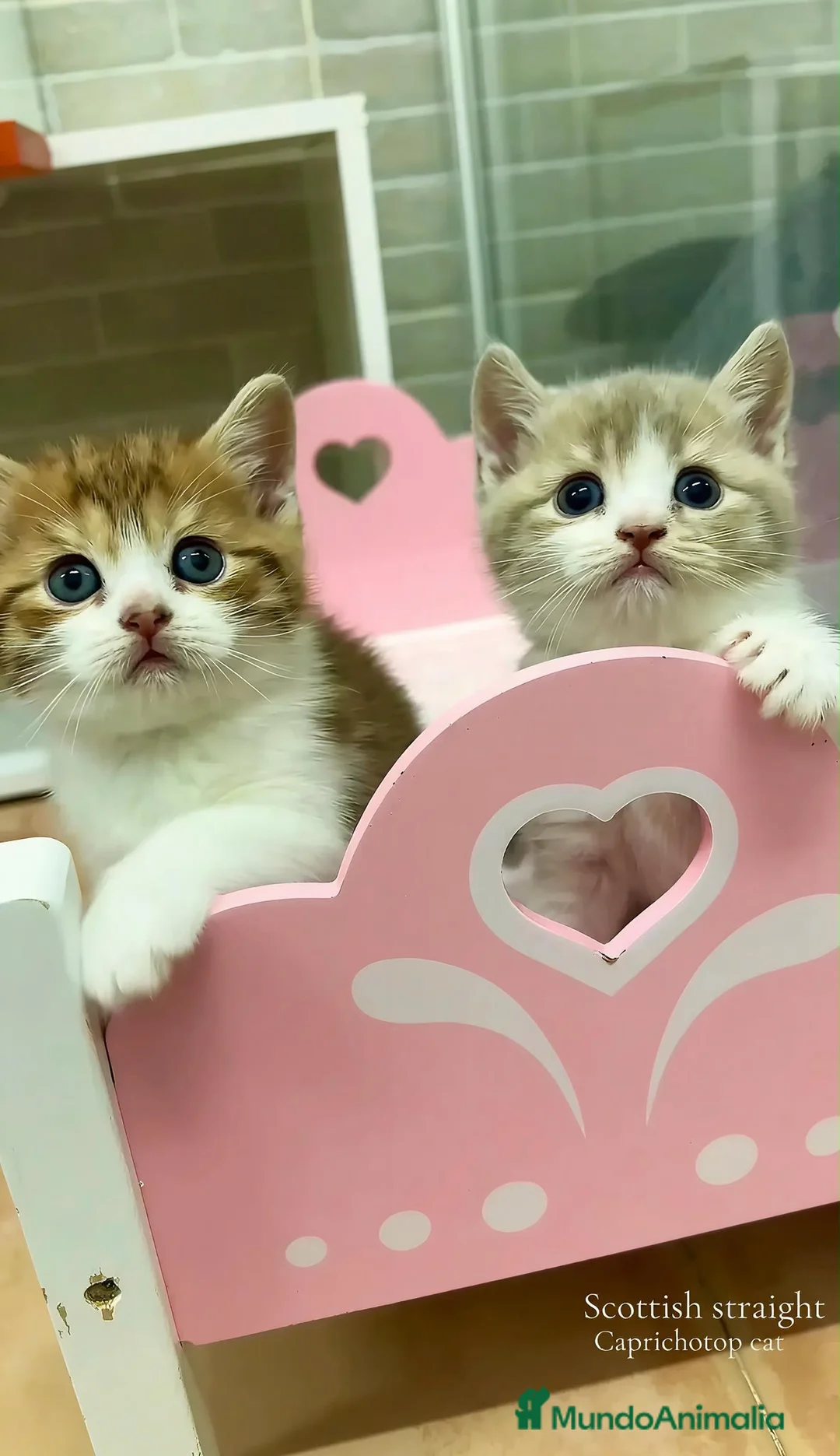 Británico de Pelo Corto gatos en venta: Gatitos británicos  - Anuncio 6