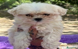 Bichón Maltés perros en venta: Bichon coreana  - Imagen 2
