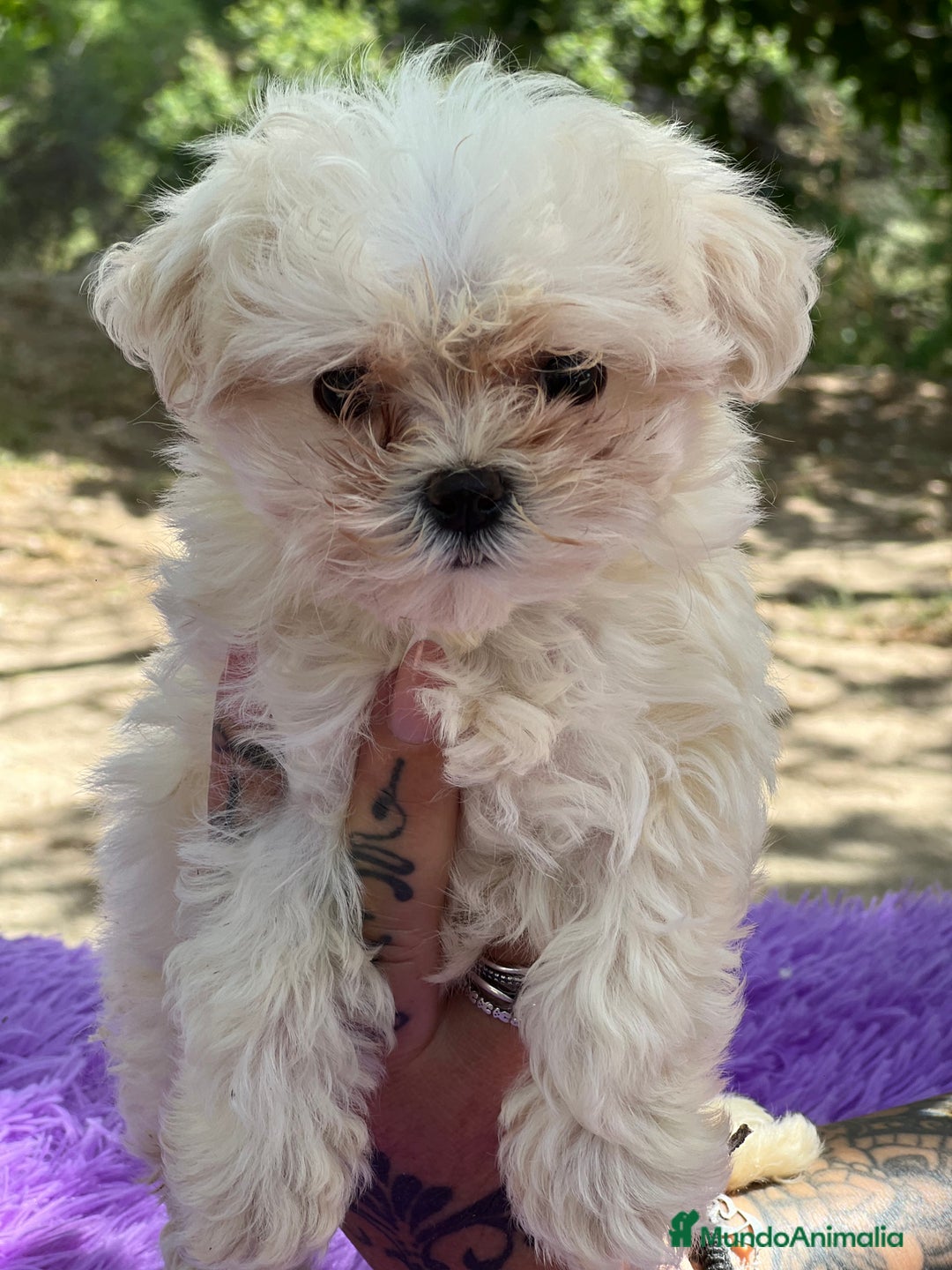 Bichón Maltés perros en venta: Bichon coreana  - Imagen 2
