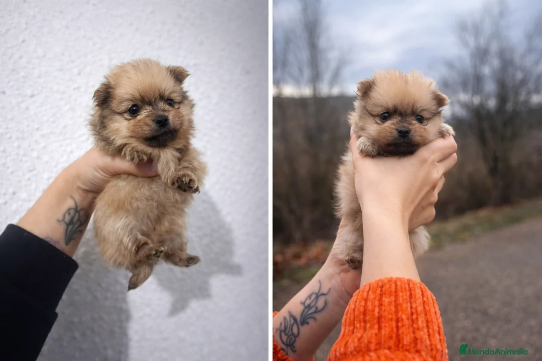 Pomerania perros en venta: Cachorro Pomerania macho sable –pelaje - Anuncio 1
