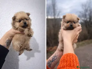 Pomerania perros Cachorro Pomerania macho sable –pelaje - Anuncio 4