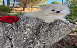 Pomerania perros en venta: Pomerania Hembra fotos actuales  - Imagen 8