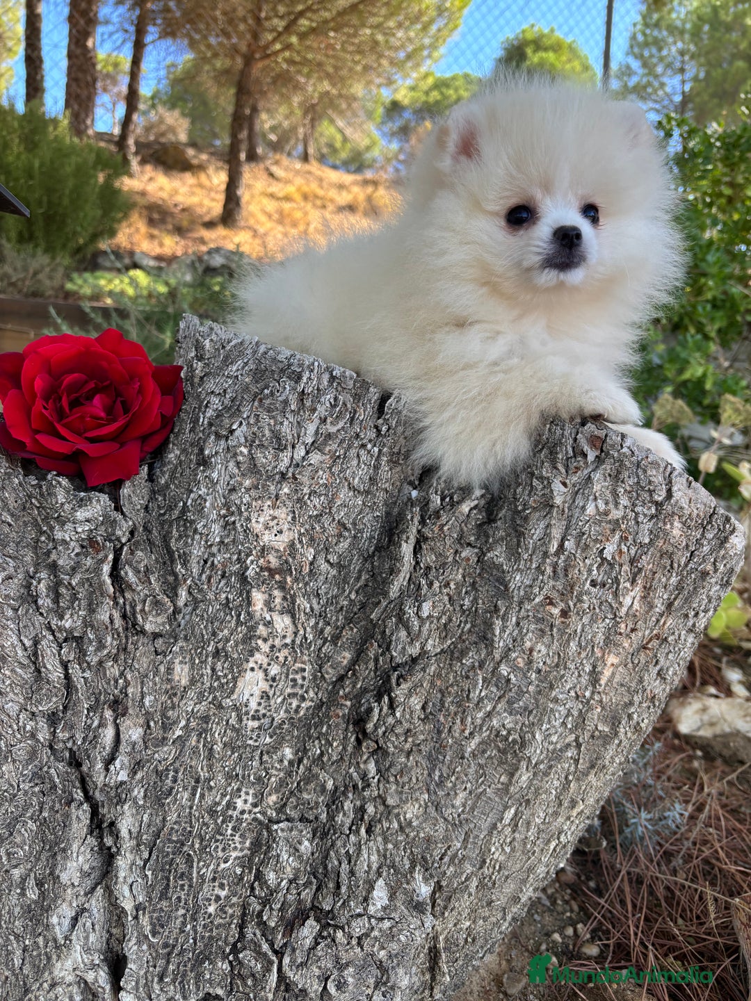 Pomerania perros en venta: Pomerania Hembra fotos actuales  - Imagen 8