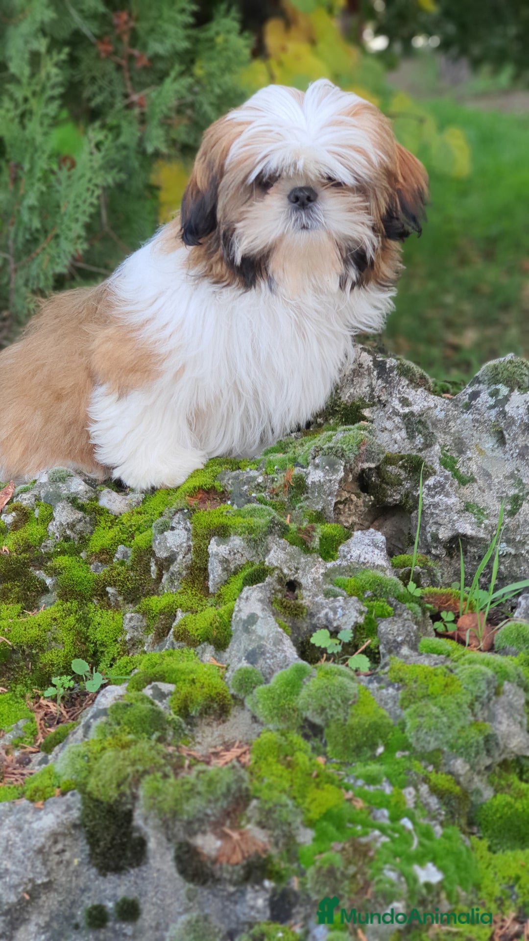 Shih Tzu perros en venta: Shih Tzu muy cariñoso y juguetón!! - Imagen 9