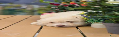 Perro de Agua Español 1