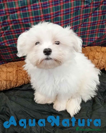 Bichón Maltés perros en Barcelona - Anuncio 15