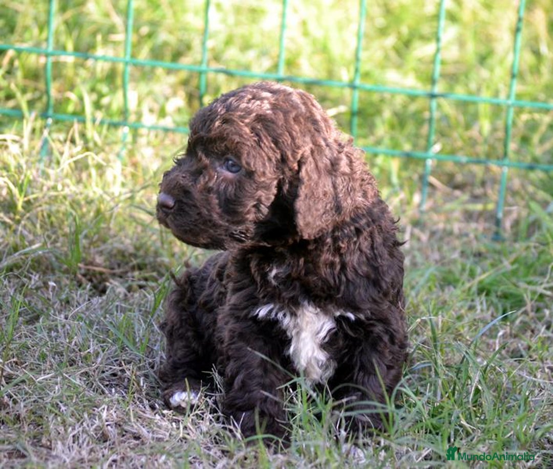 Perro de Agua Español perros en venta: Camada perro de agua español  - Anuncio 4