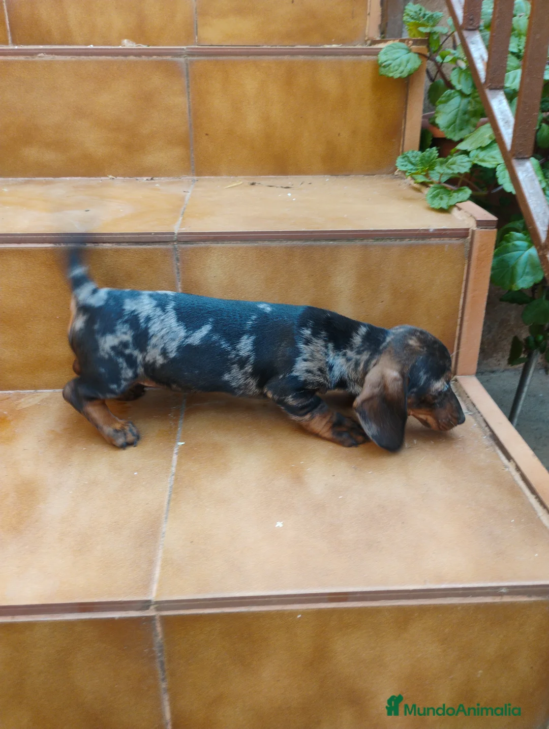 Teckel Miniatura perros en venta: Hembra teckel arlequín plata miniatura  - Anuncio 2