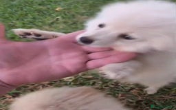 Pomerania perros en venta: Lulu pomerania toy - Imagen 7