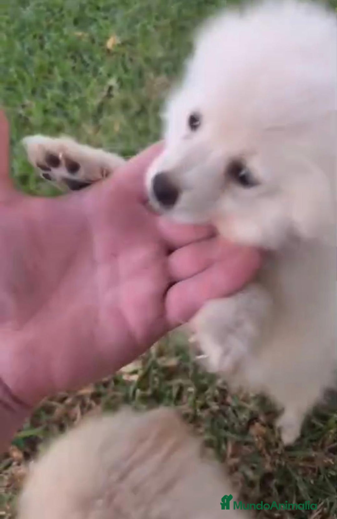 Pomerania perros en venta: Lulu pomerania toy - Imagen 7