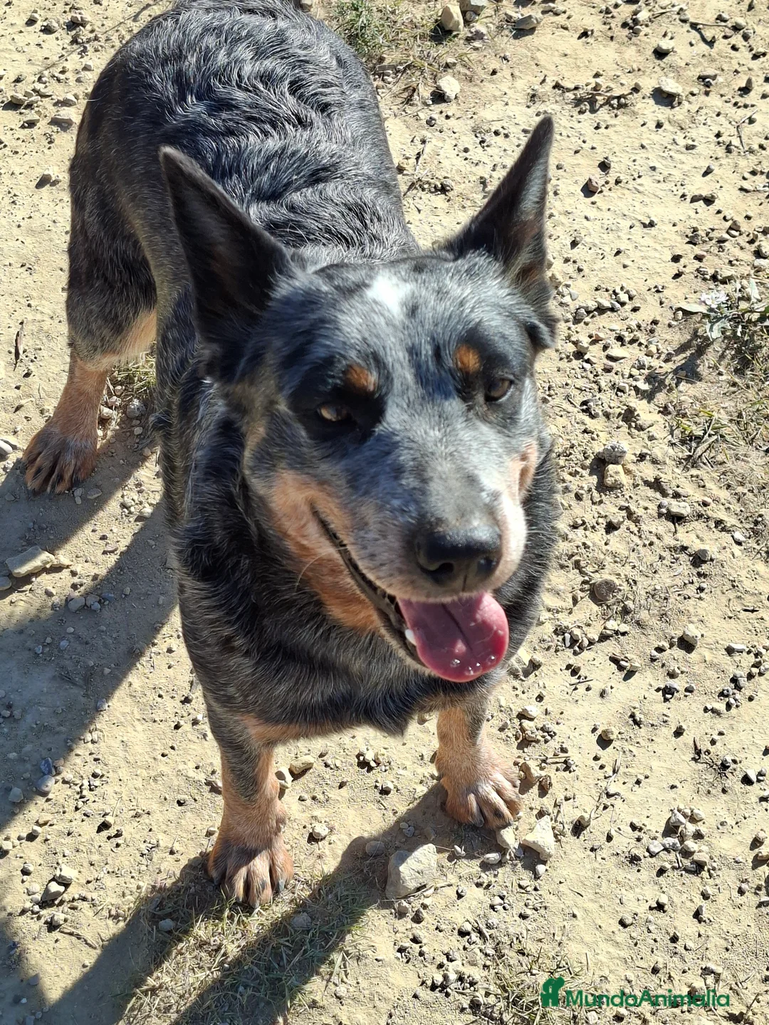 Boyero de Australia perros en venta: Australian cattle dog hembra en regalo - Anuncio 6