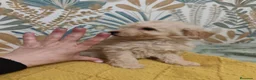 Caniche Toy perros en venta: Excelentes cachorros de caniches 🧡💛 - Anuncio 5