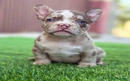 Bulldog Francés perros en venta: 🐶✨ Preciosos Bulldog Francés disponibles ✨🐶 - Imagen 2