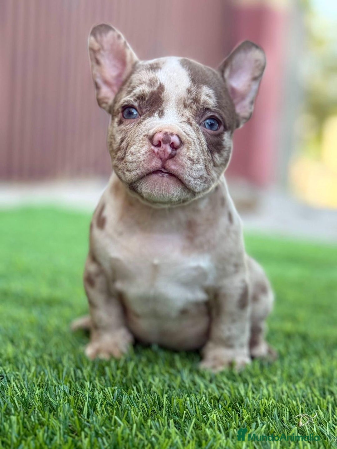 Bulldog Francés perros en venta: 🐶✨ Preciosos Bulldog Francés disponibles ✨🐶 - Imagen 2