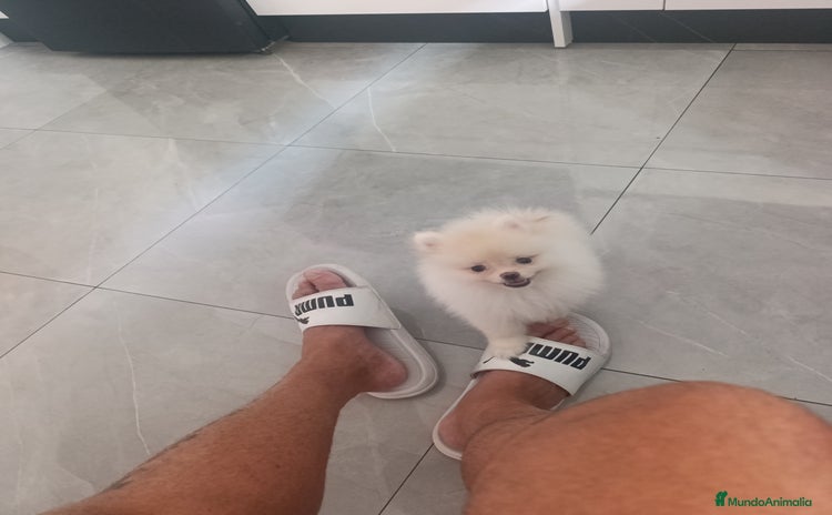 Pomerania perros - Anuncio 1