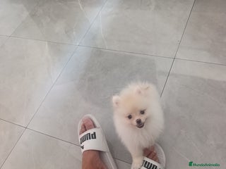 Pomerania perros - Anuncio 32